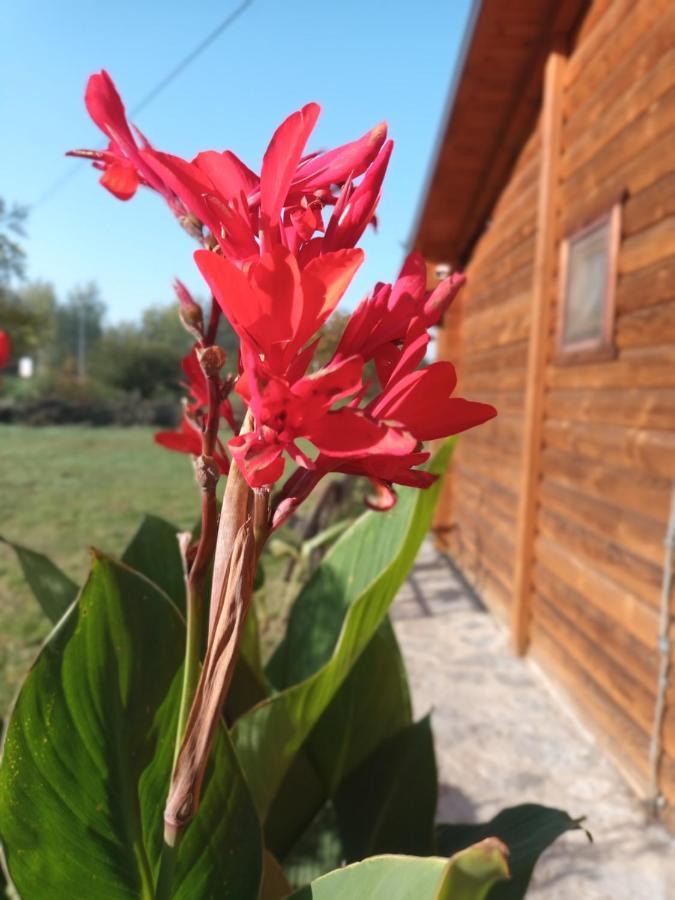 Lolini Bungalovi Нови Сад Екстериор снимка